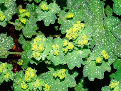 Lady’s Mantle