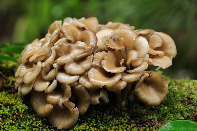 Maitake