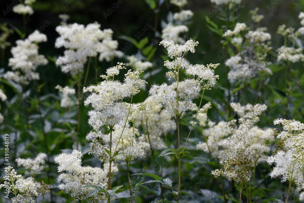 Meadowsweet