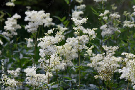 Meadowsweet