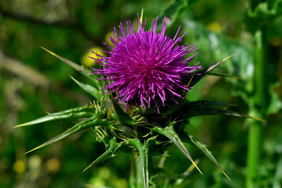 Burdock