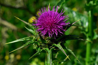 Burdock