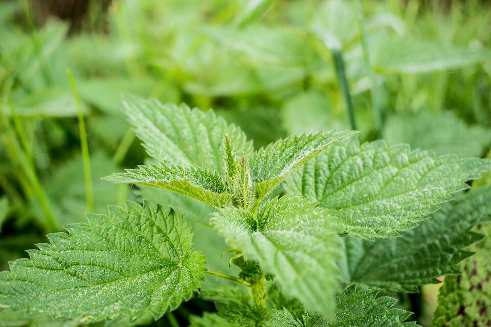 Nettle