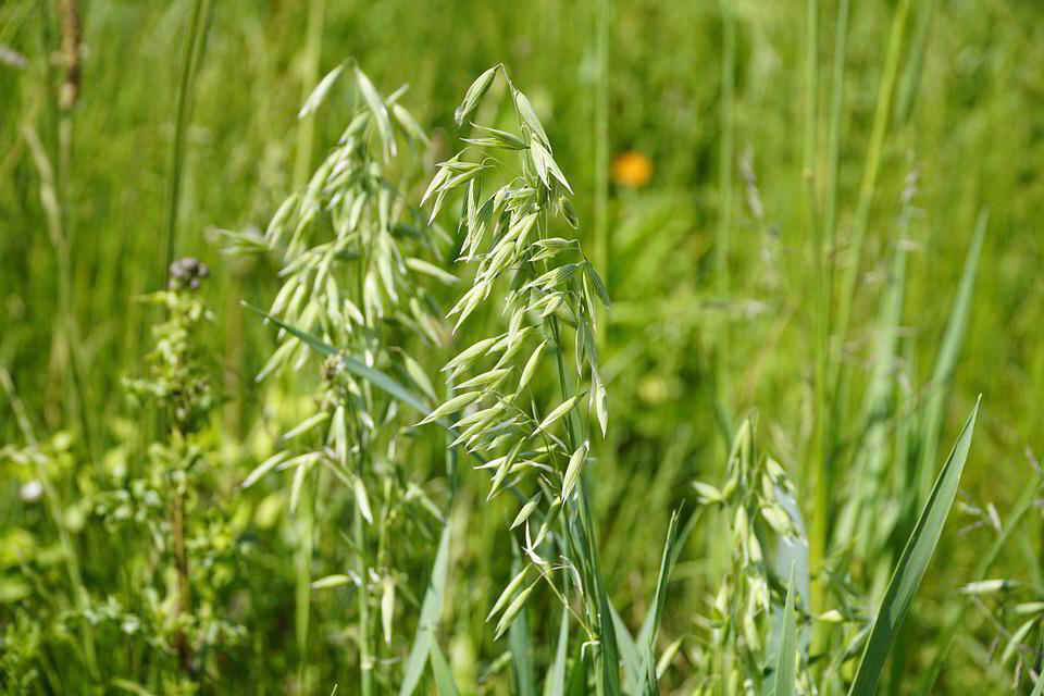 Oats (Wild)