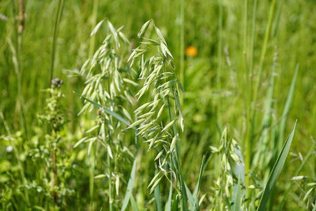Oats (Wild)