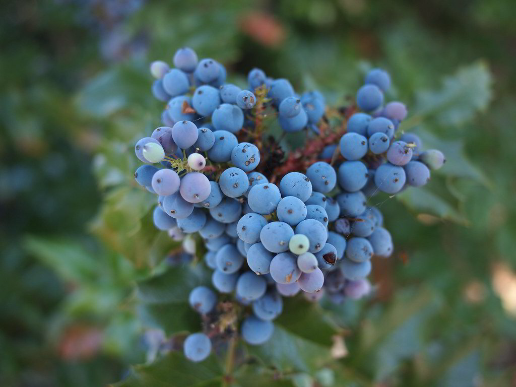 Oregon Grape Root