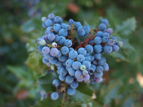 Oregon Grape Root