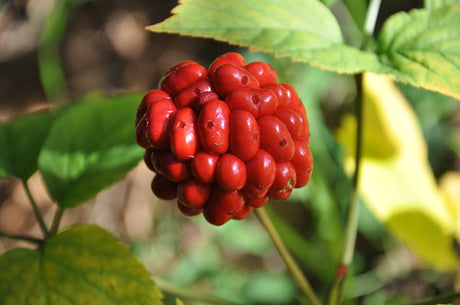 Panax Ginseng