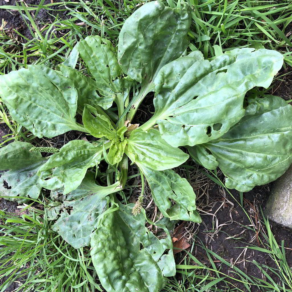 Plantain