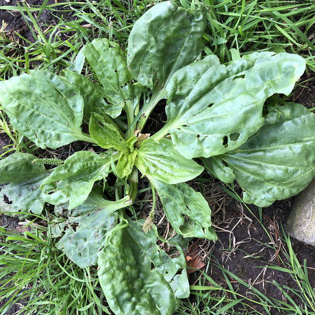 Plantain