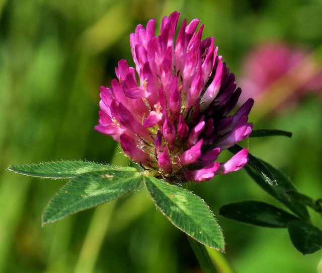 Red Clover