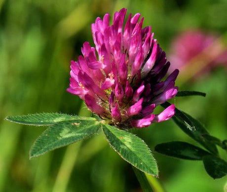 Red Clover