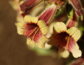 Rehmannia (Chinese Foxglove)