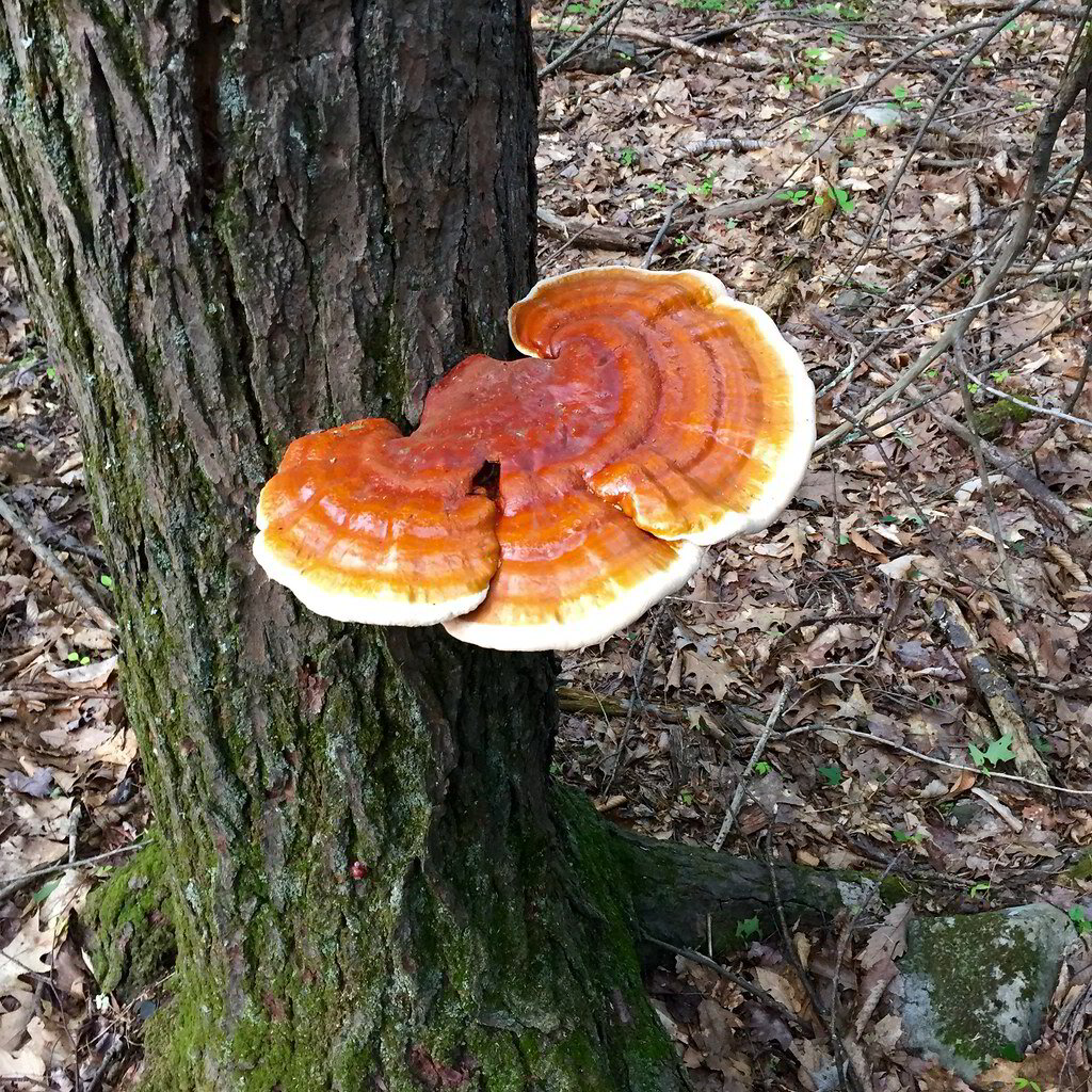 Reishi