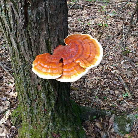 Reishi