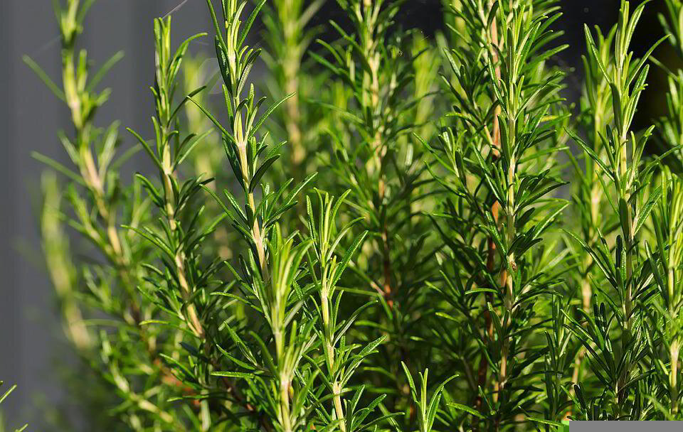 Rosemary