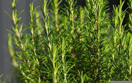 Rosemary