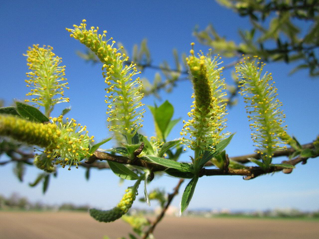 White Willow