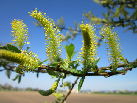 White Willow