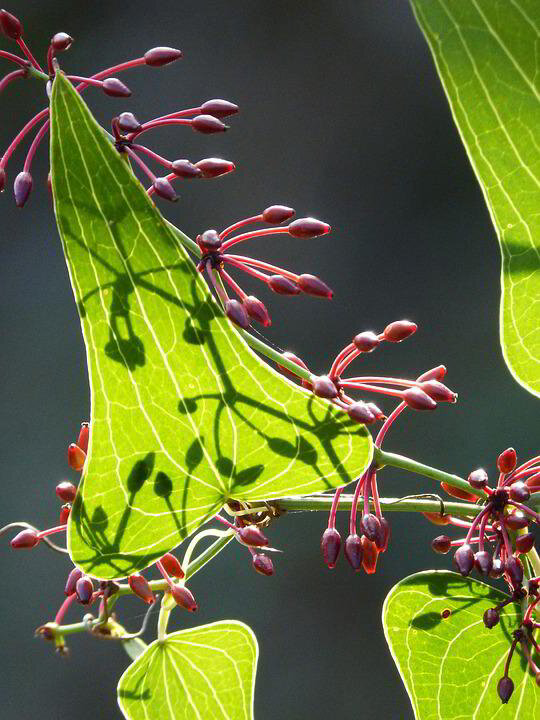 Sarsaparilla