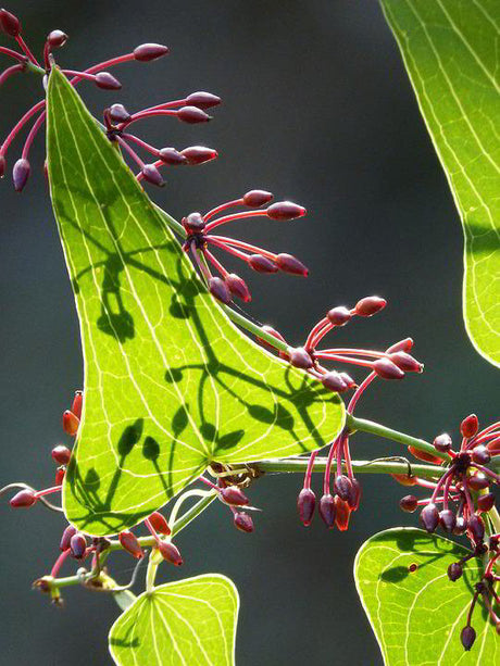 Sarsaparilla