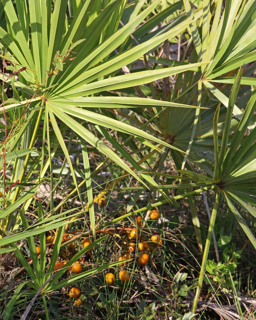 Saw Palmetto