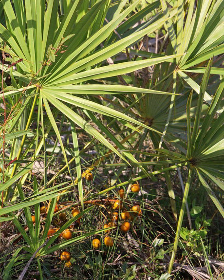 Saw Palmetto