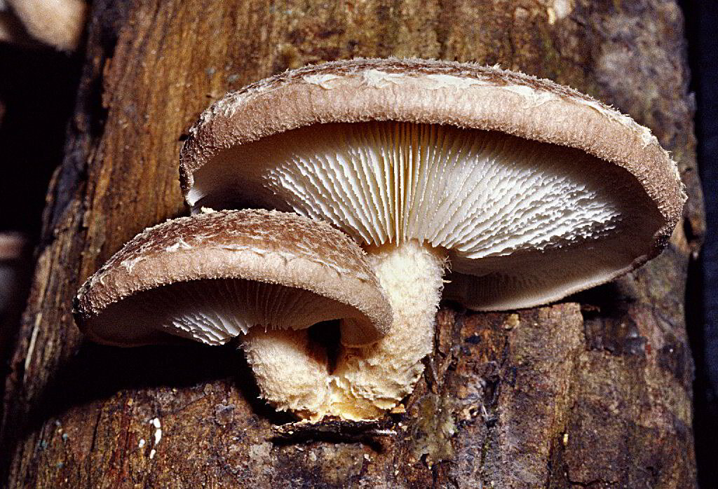 Shiitake