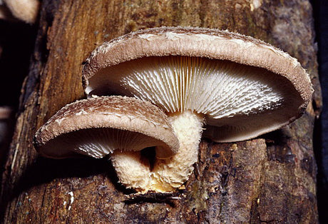 Shiitake