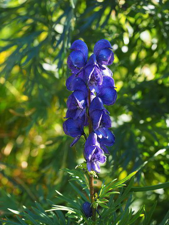 Skullcap