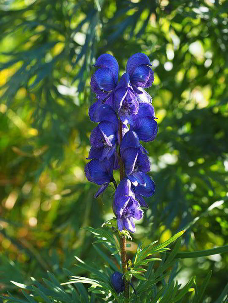 Skullcap