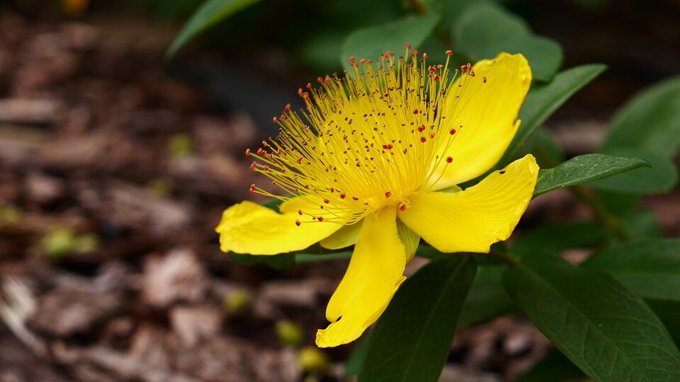 St. John's Wort