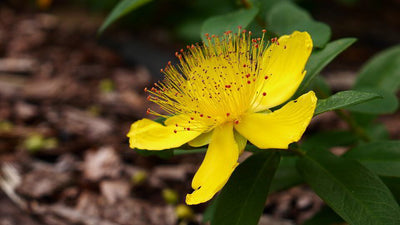 St. John's Wort