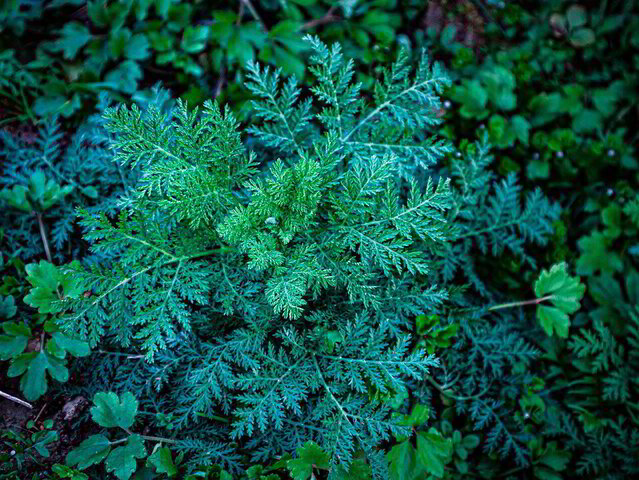 Wormwood