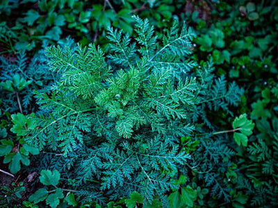 Wormwood