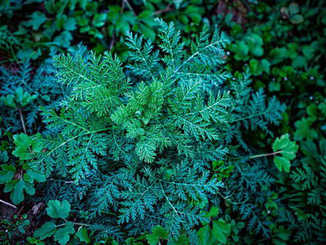 Wormwood