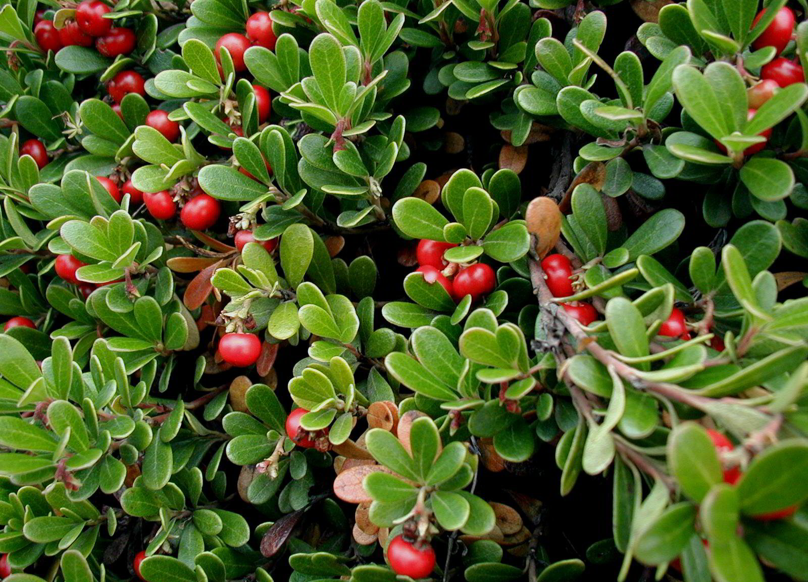 Uva Ursi