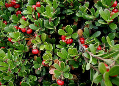 Uva Ursi
