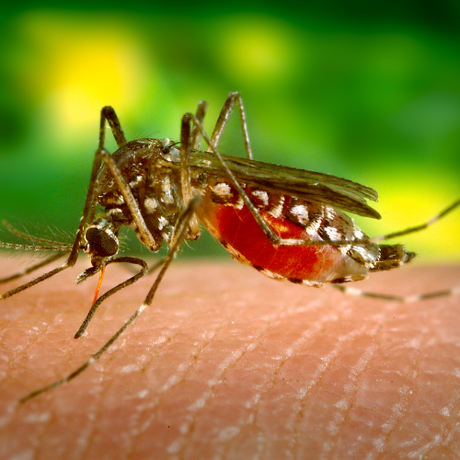 A close-up of a mosquito with a red abdomen feeding on human skin against a green blurred background.