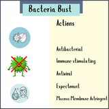 Bacteria Bust - 50ml Tincture features icons and handwritten text highlighting its antibacterial, immune-boosting, antiviral, expectorant, and astringent actions—supporting your body's natural defenses against infections.