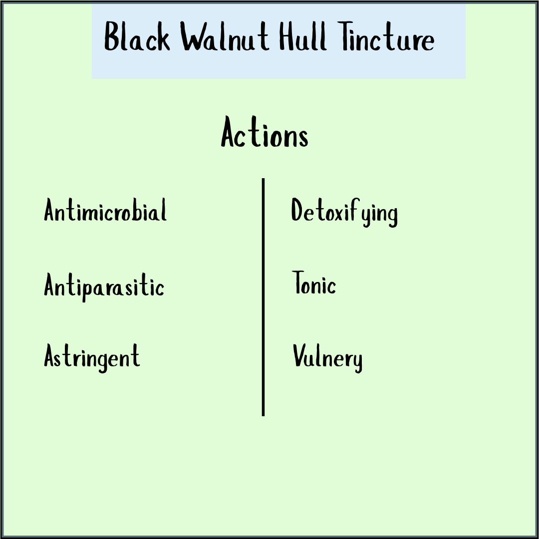 A chart of Black Walnut tincture - 100ml highlights its antimicrobial, detoxifying, and tonic properties, supporting digestive health—making it a natural option for those seeking a parasite cleanse.