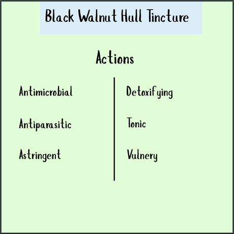 A chart of Black Walnut tincture - 100ml highlights its antimicrobial, detoxifying, and tonic properties, supporting digestive health—making it a natural option for those seeking a parasite cleanse.