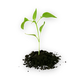 Female Conception Support