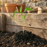 A young green plant sprouting in soil, symbolizing the natural fertility boost of Female Conception Support, with pots and wooden planks visible in the garden background.