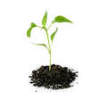 A small green plant seedling, representing Female Conception Support, grows in a pile of soil on a white background.