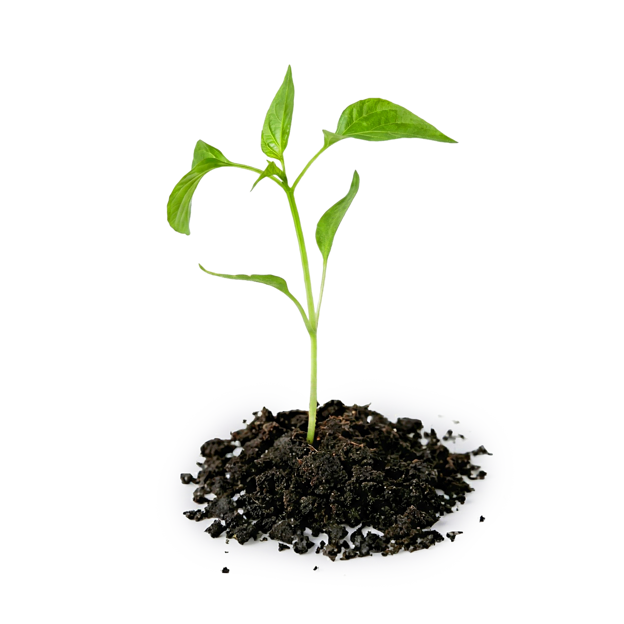 A small green plant seedling, representing Female Conception Support, grows in a pile of soil on a white background.