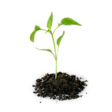 A small green plant seedling, representing Female Conception Support, grows in a pile of soil on a white background.