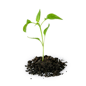 A small green plant seedling, representing Female Conception Support, grows in a pile of soil on a white background.
