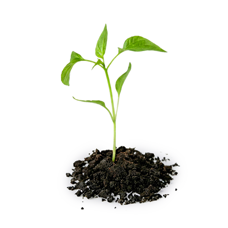 A small green plant seedling, representing Female Conception Support, grows in a pile of soil on a white background.