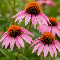 Echinacea